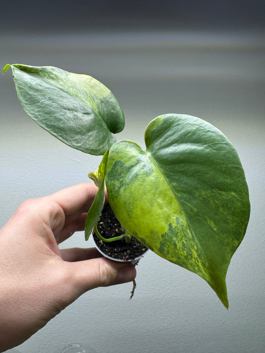 Monstera Yellow Marilyn