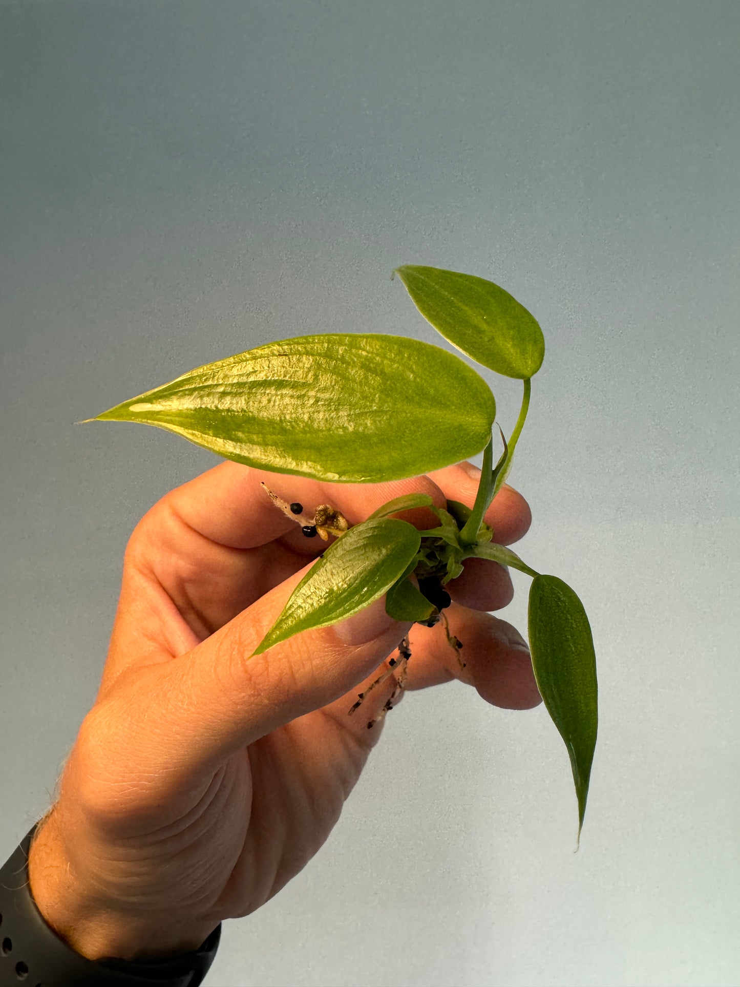 Philodendron Spiritus Sancti