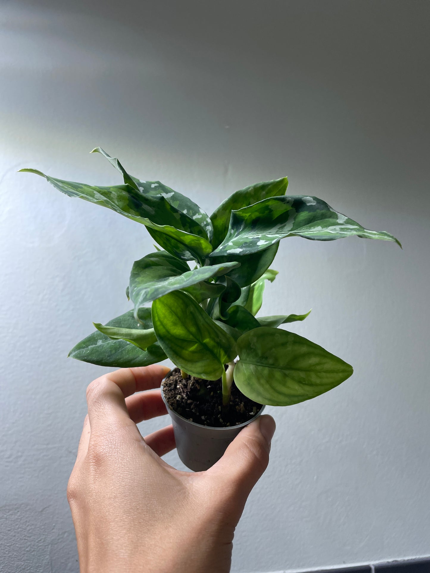 Aglaonema ’Pictum Tricolor’