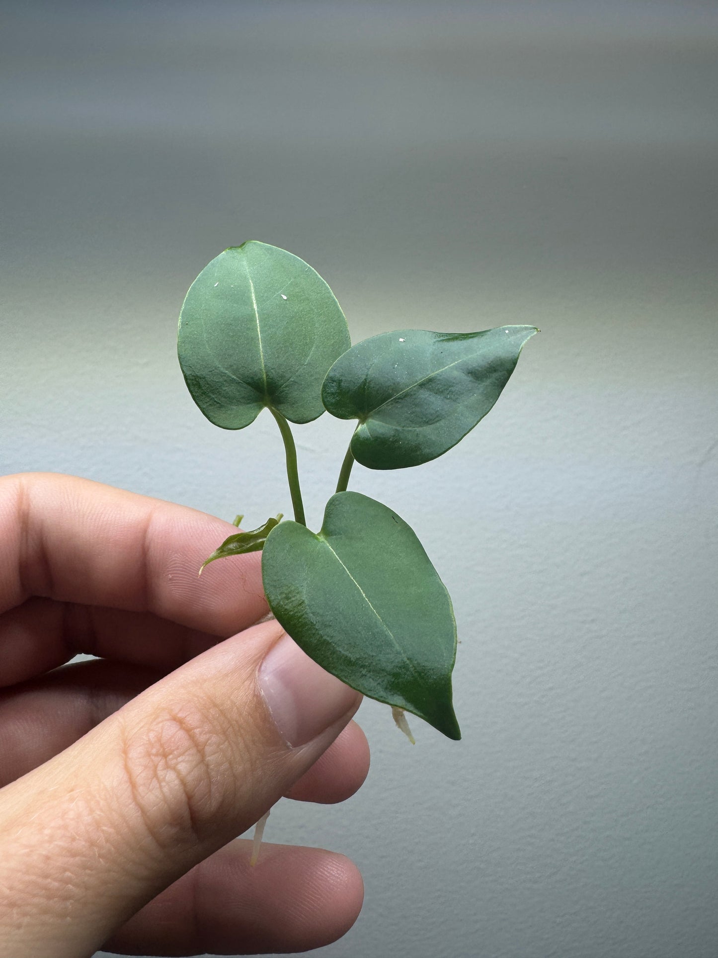 Anthurium papillilaminum x forgetii 'Dunkle Form'