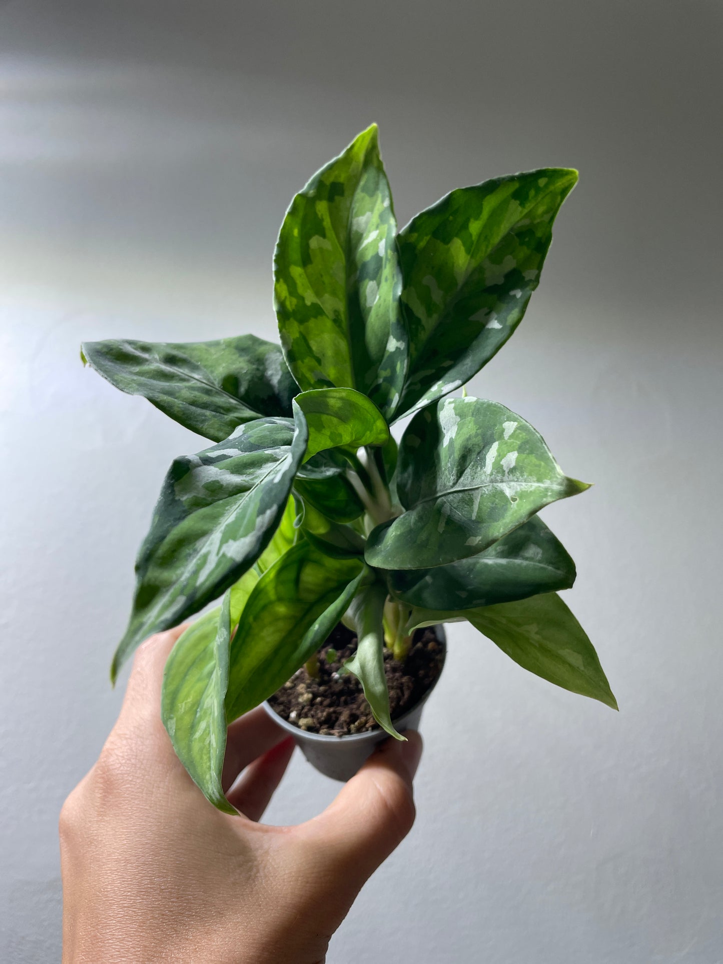 Aglaonema ’Pictum Tricolor’