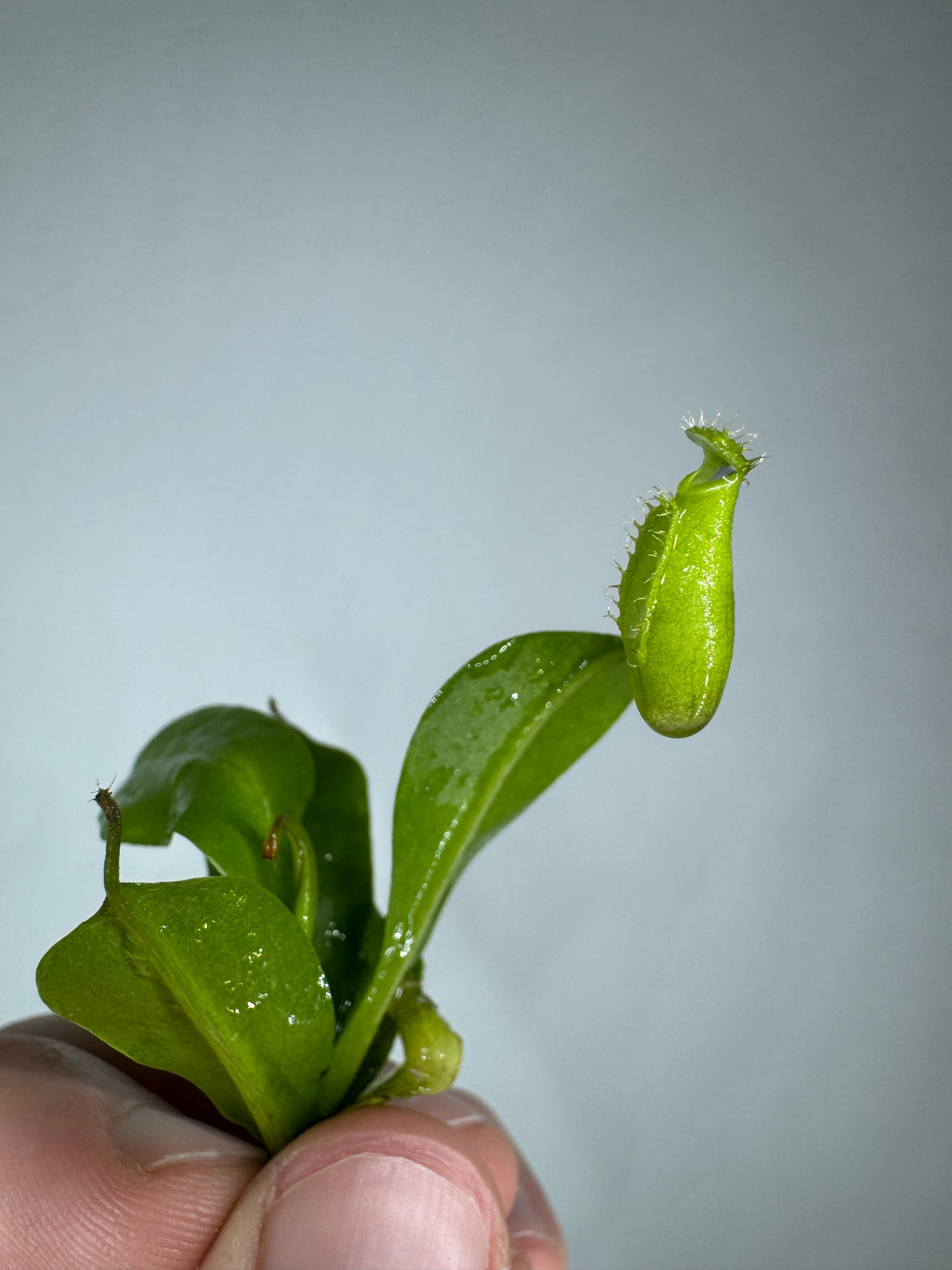 Mini Mystery Carnivorous Plant Subscription