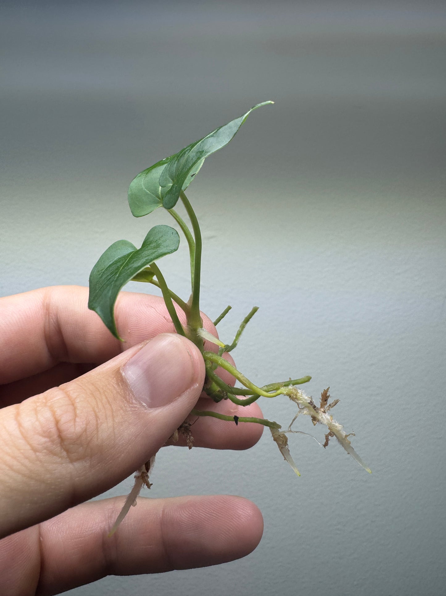 Anthurium papillilaminum x forgottenii 'Forma scura'