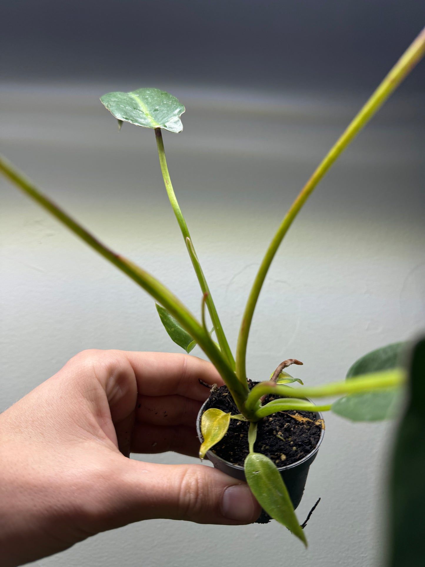 Philodendron spiritus sancti