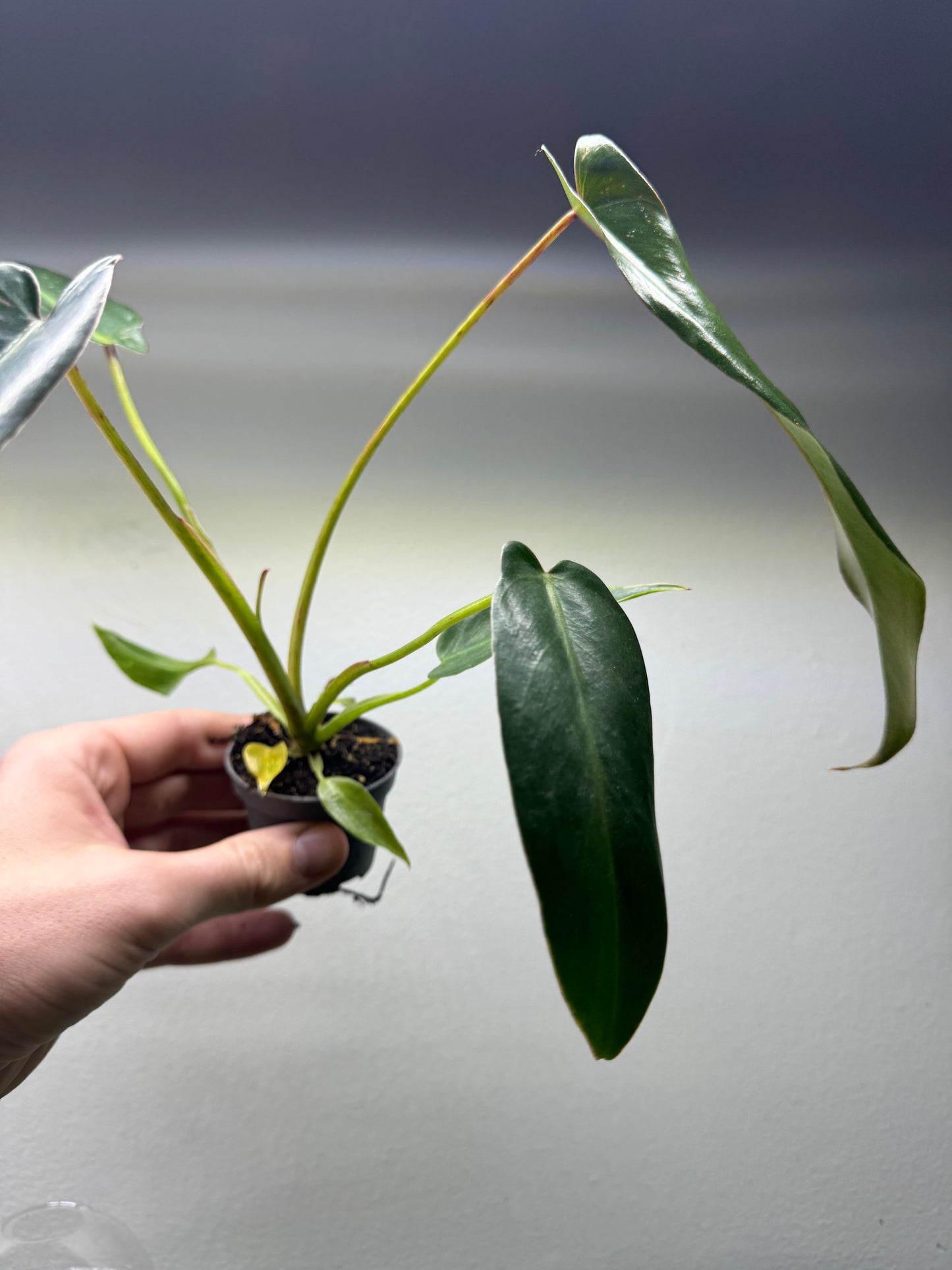 Philodendron spiritus sancti