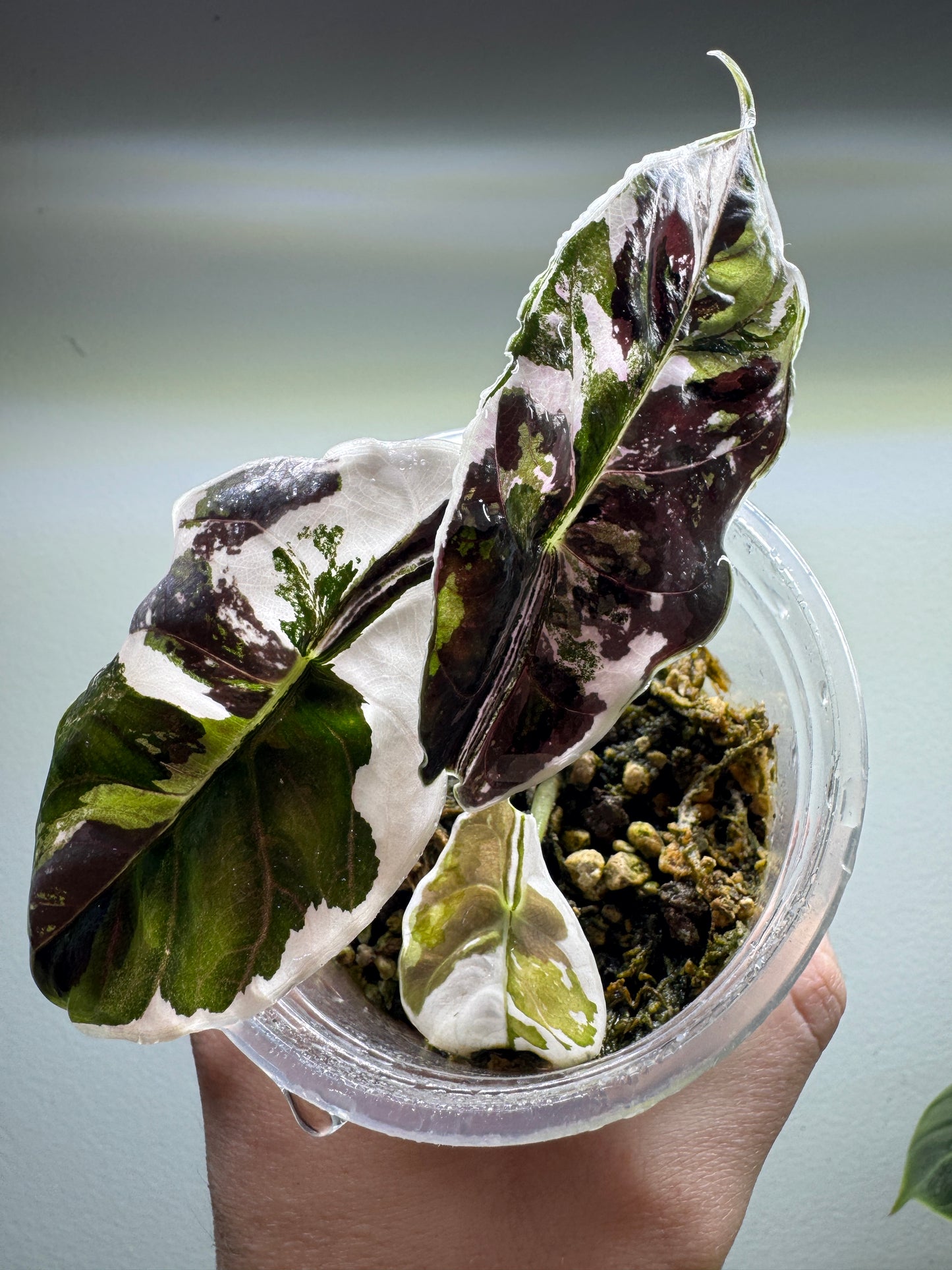 Alocasia azlanii Variegata