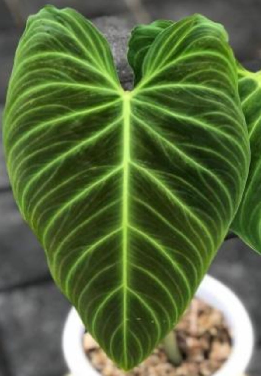 Philodendron brenesii Standl.