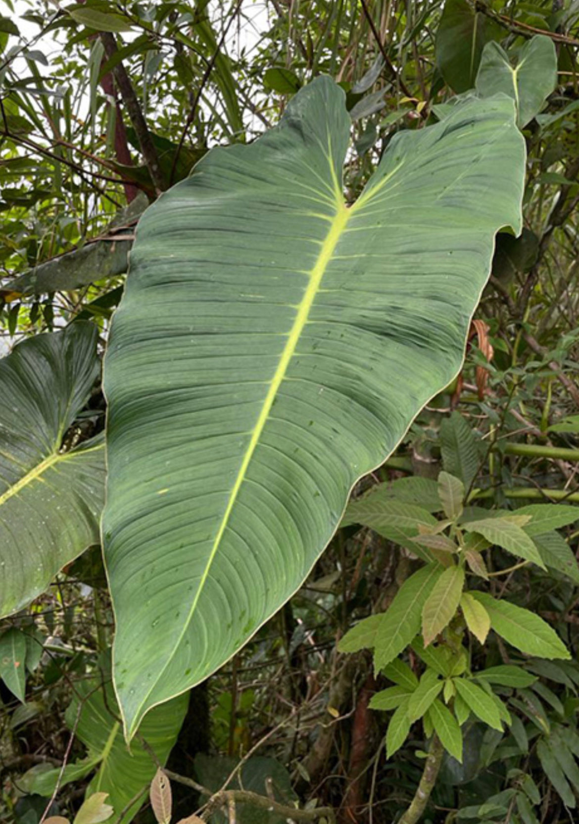 Philodendron brenesii Standl.