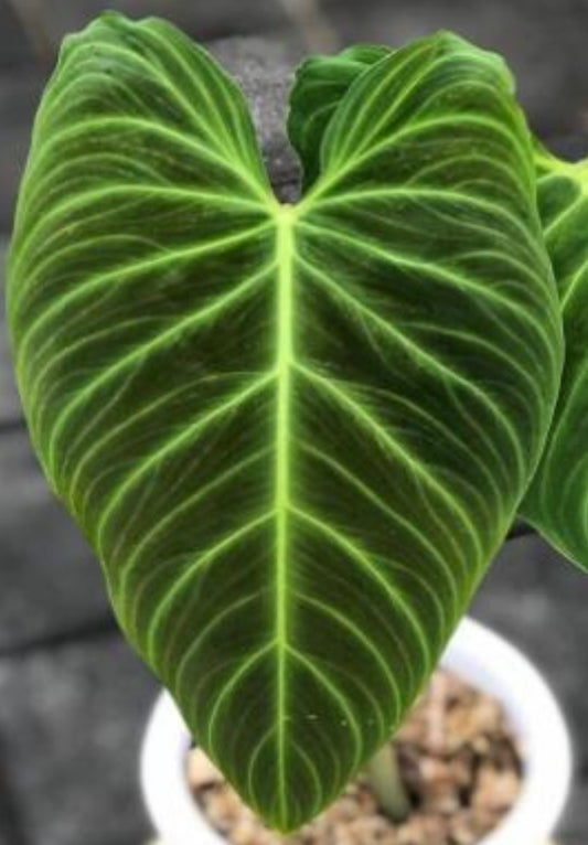 3x Philodendron splendid - COMING SOON