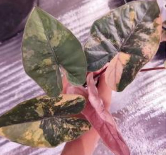 Baby Alocasia Yucatan Variegata COMING SOON