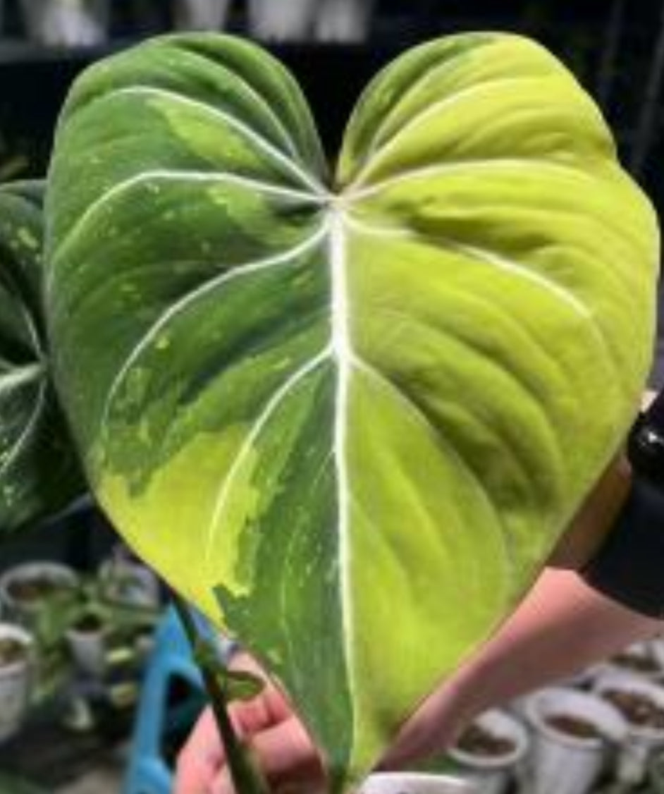 1x baby Philodendron gloriosum Green Variegata COMING SOON