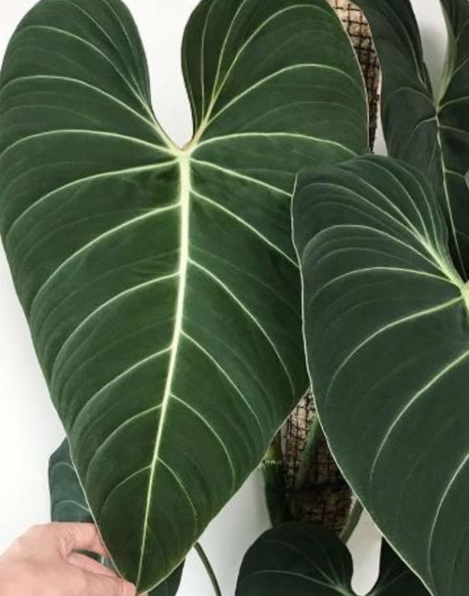 3x baby Philodendron glorious COMING SOON