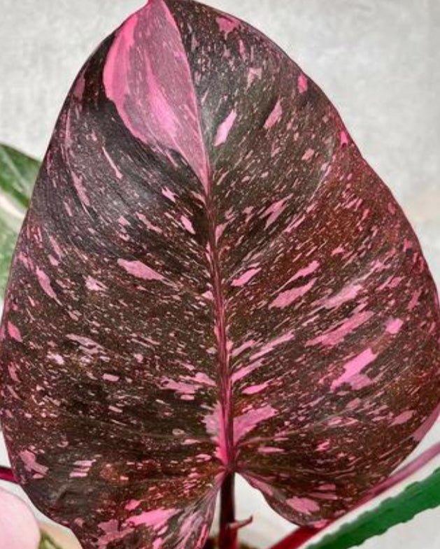 3x baby Philodendron Pink Princess Galaxy