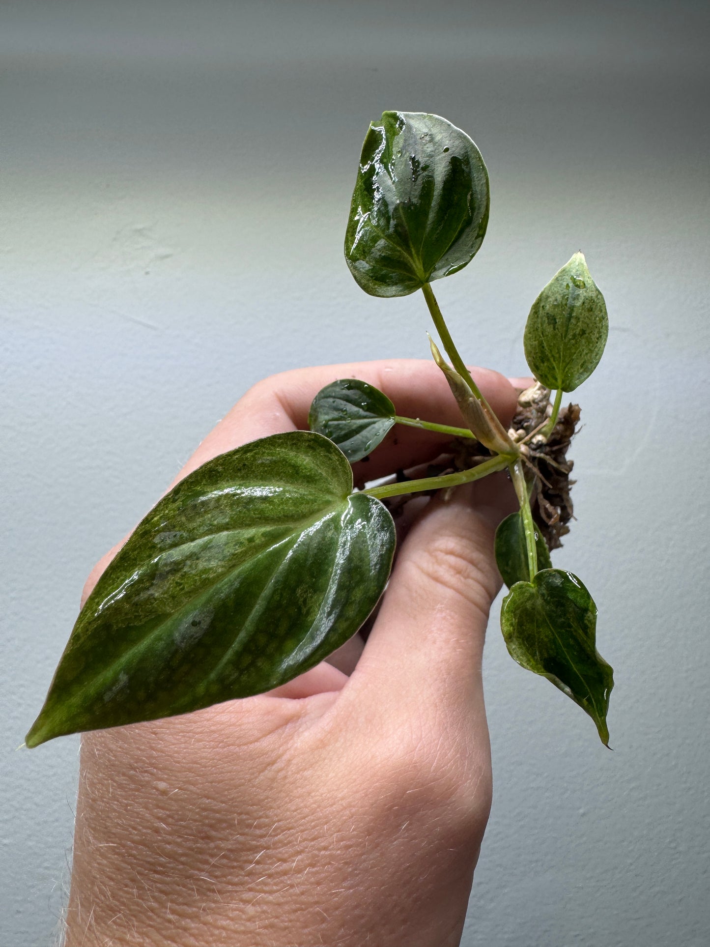 Philodendron verrucosum 'MINT'