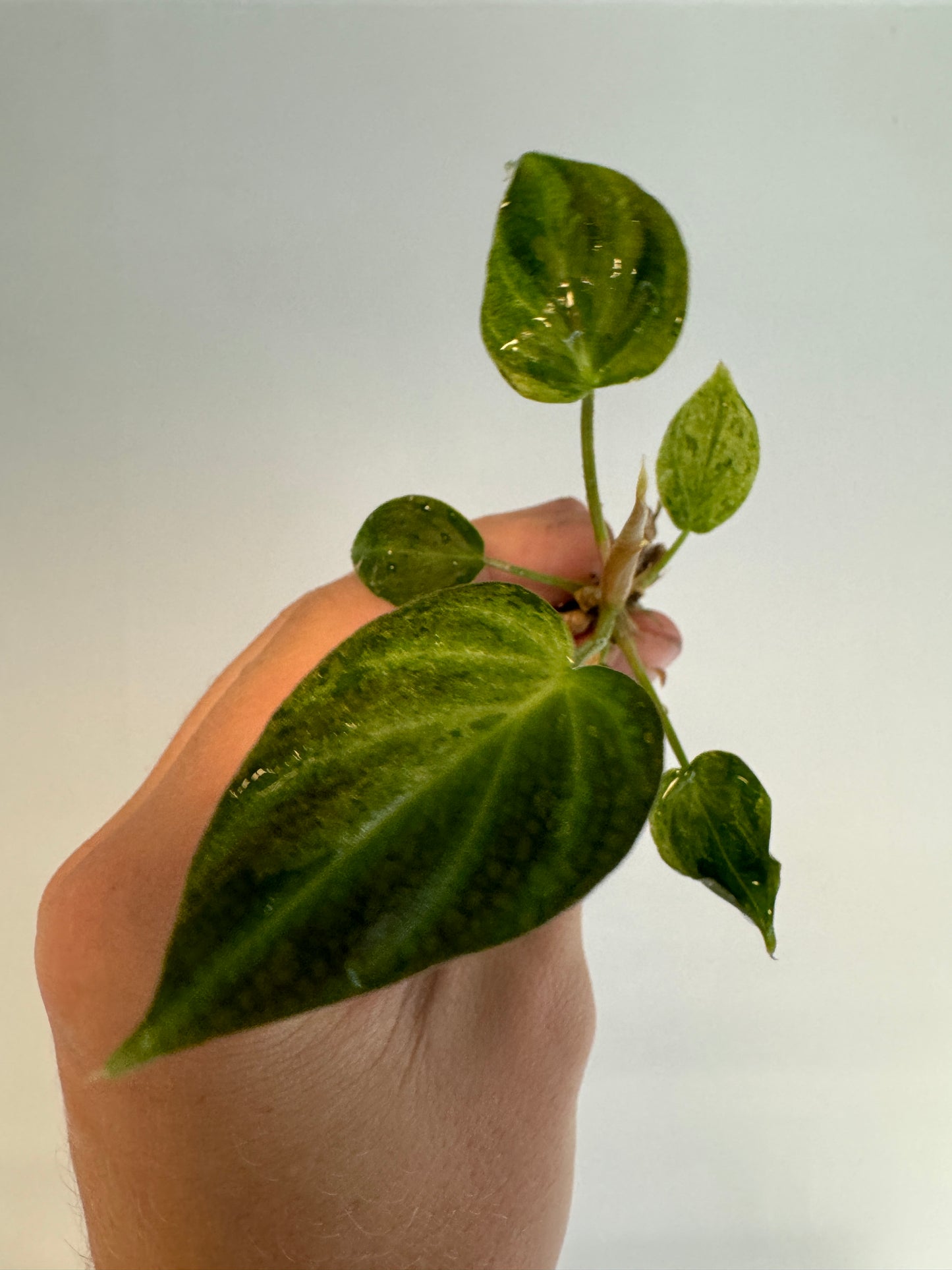 Philodendron verrucosum 'MINT'