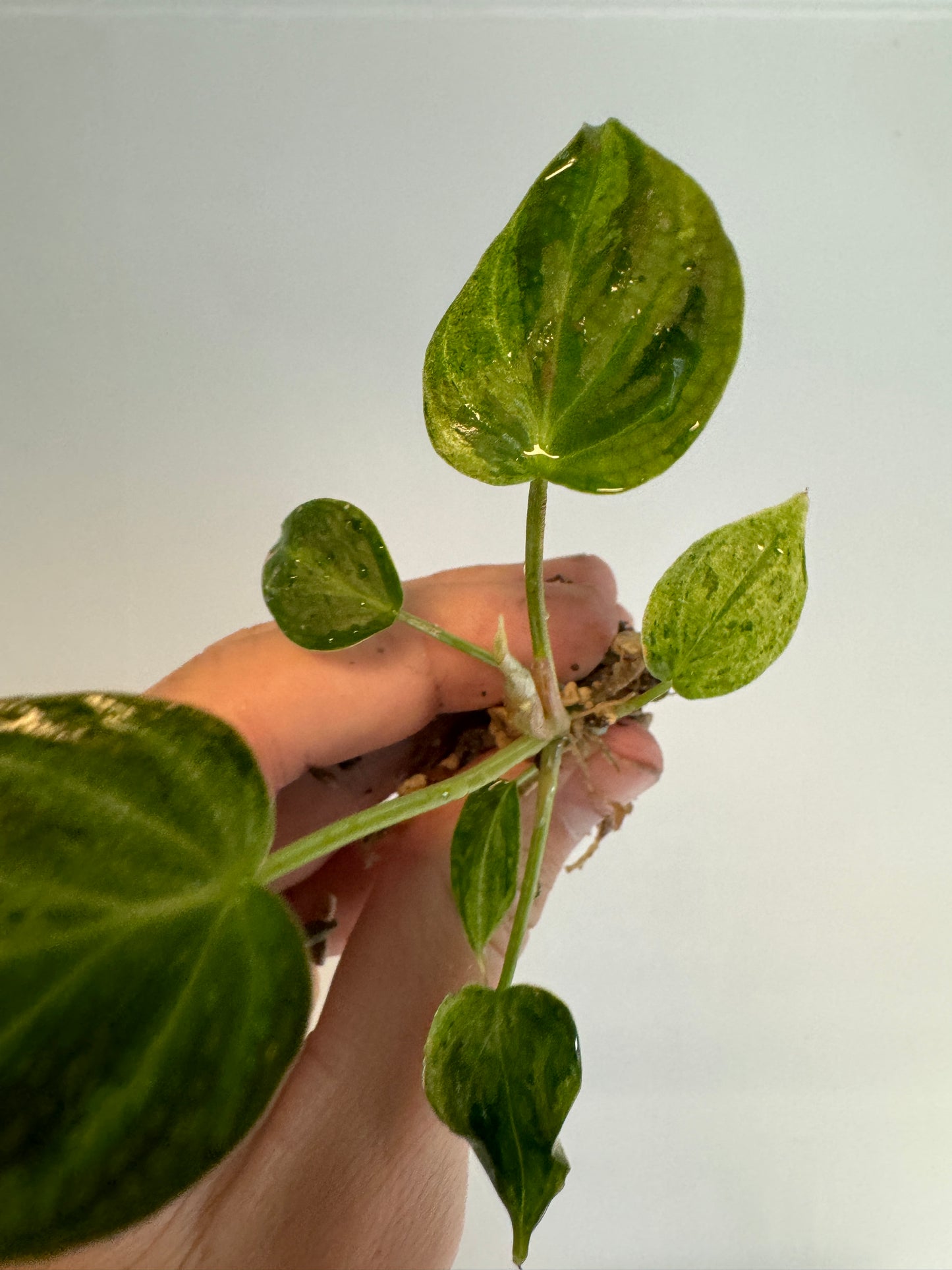 Philodendron verrucosum 'MINT'