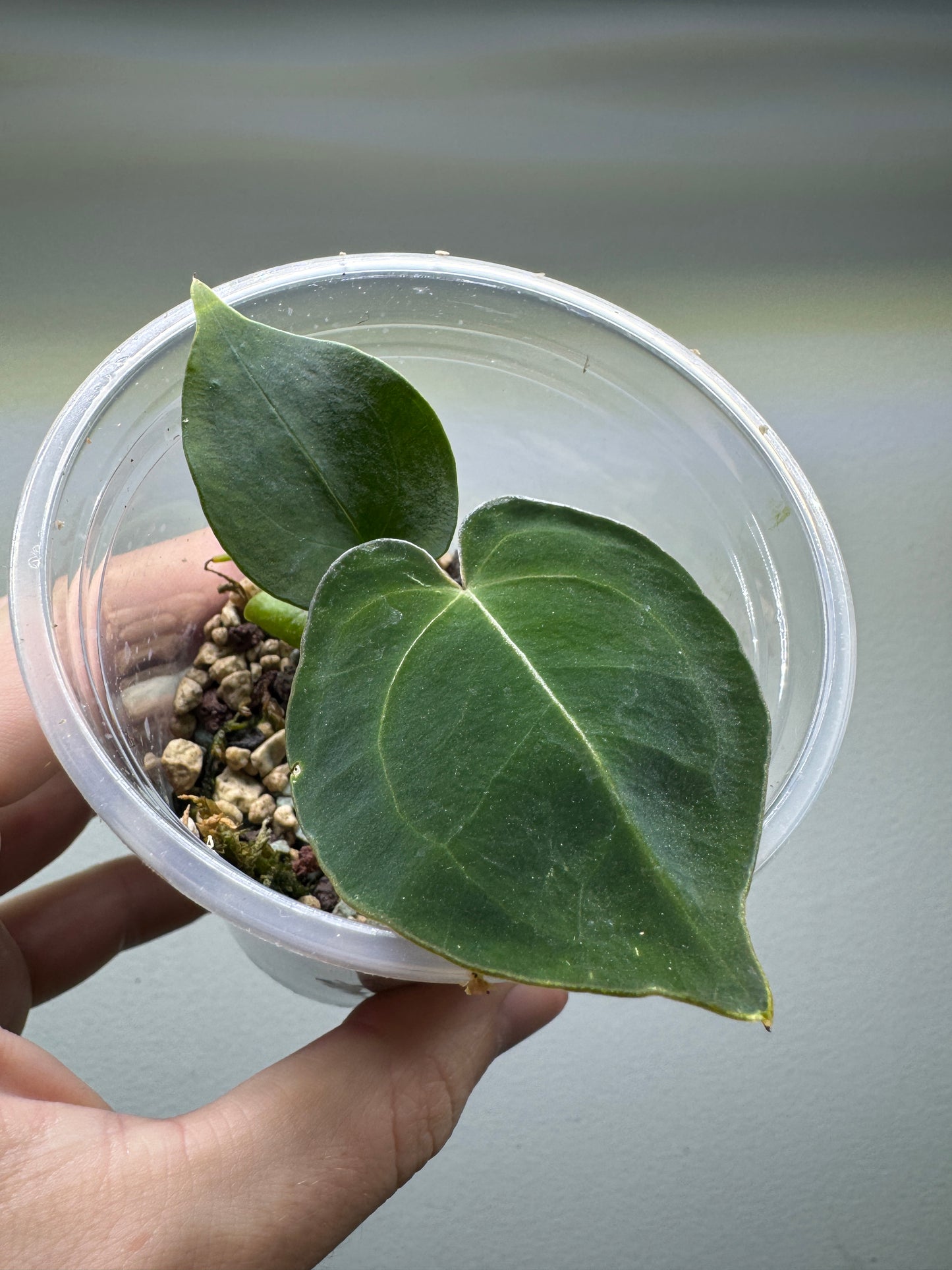 Anthurium papillilaminum x forgetii ’Dark Form’