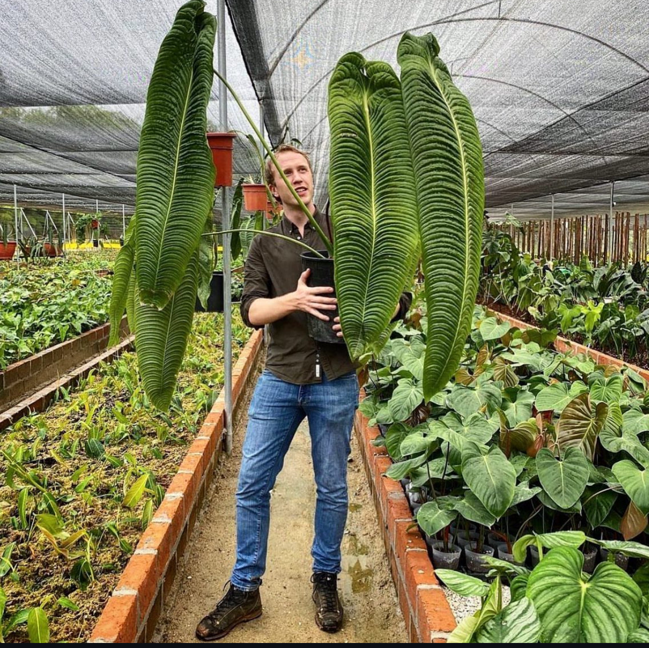 3x piantine di Anthurium veitchii