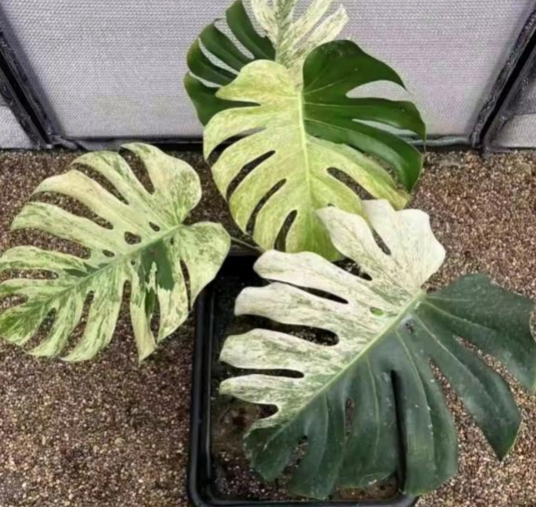 Monstera deliciosa 'MINT' Große Form