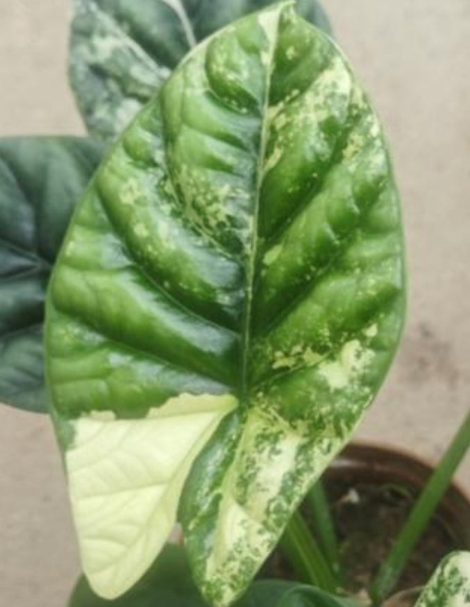 Alocasia sinuata ’Quilted Dreams’ variegata