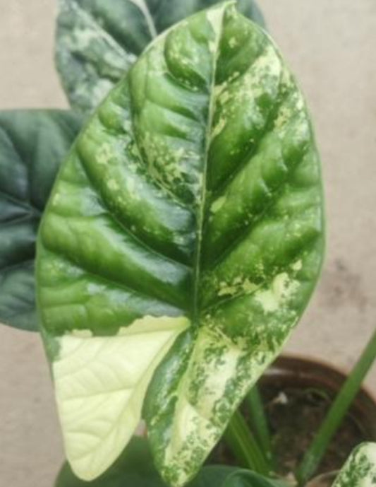 Alocasia sinuata 'Quilted Dreams' variegata