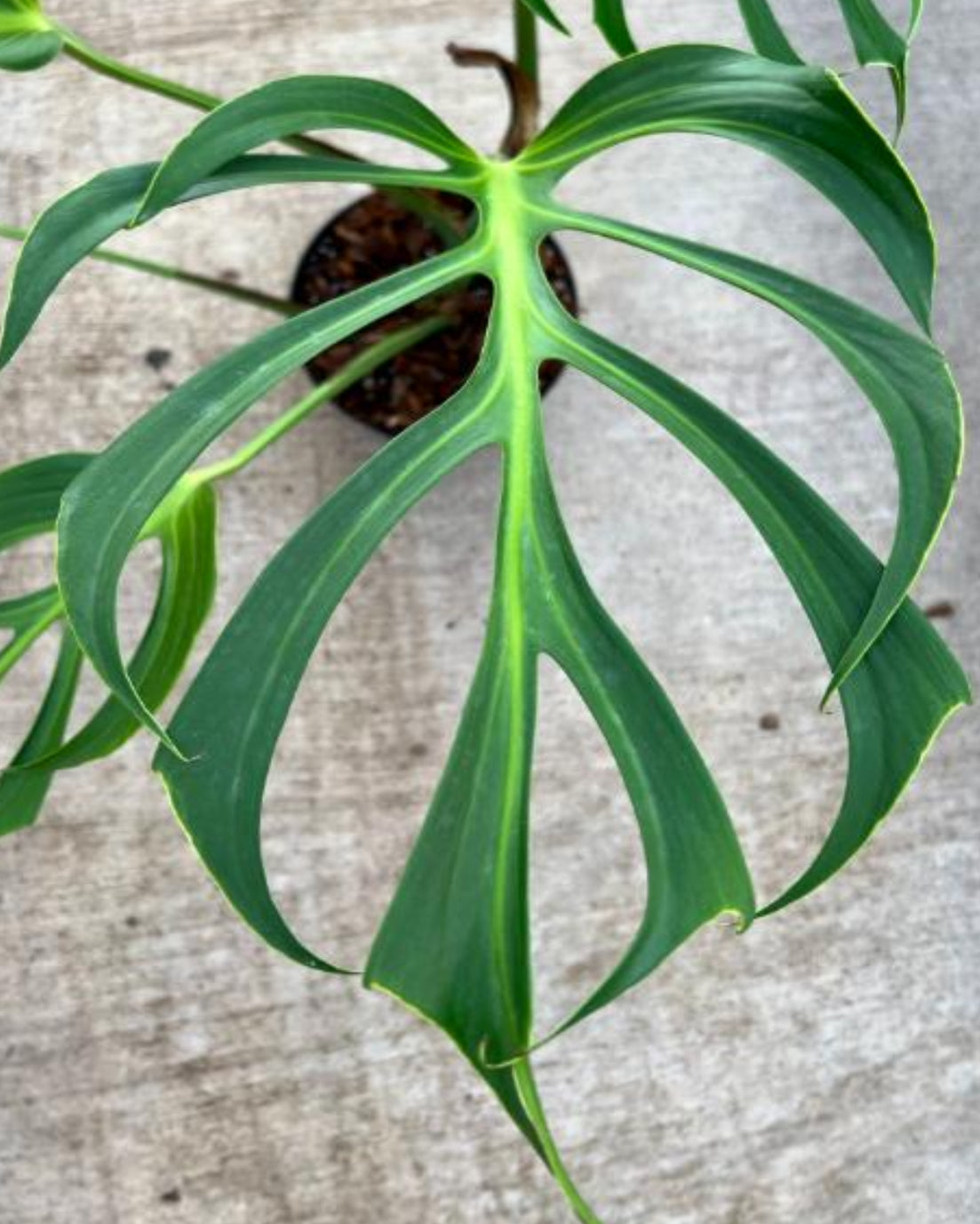 Monstera Burle Marx Fiamma