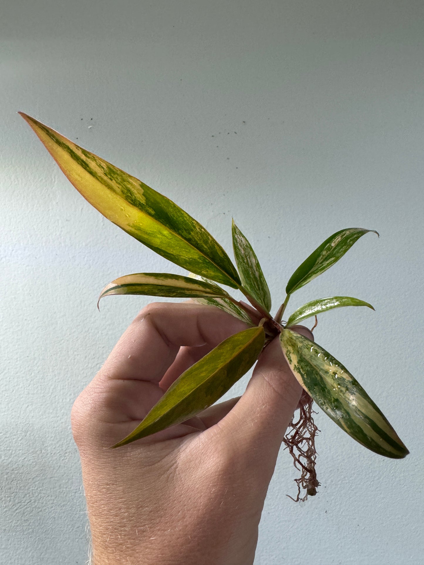 Philodendron 'Caramel Marble'