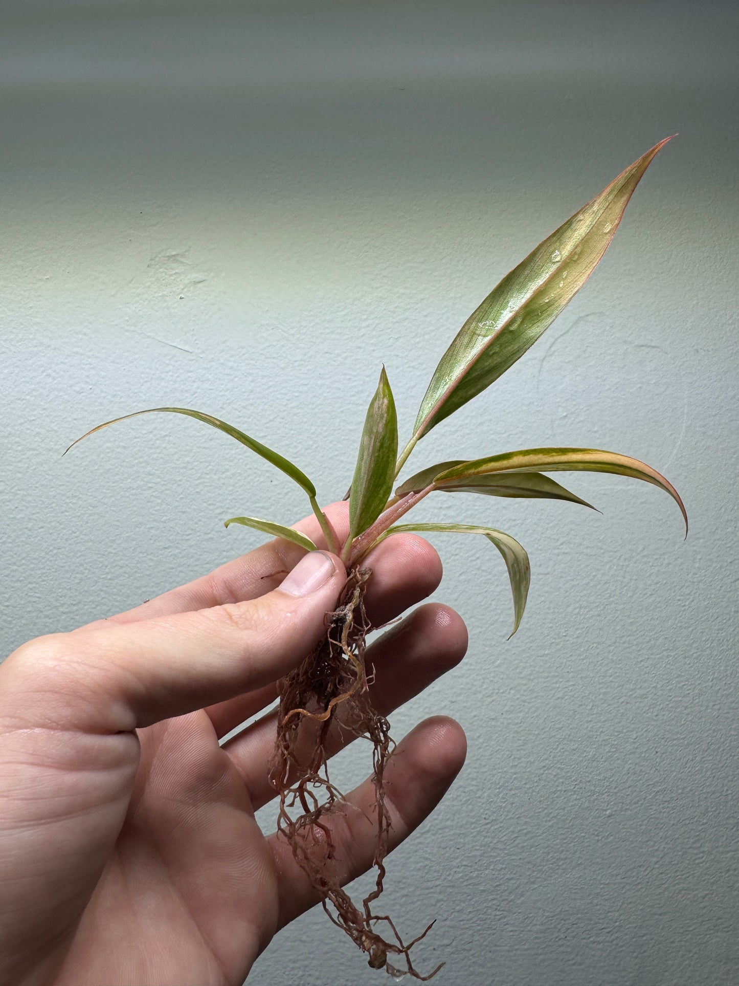 Philodendron 'Caramel Marble'