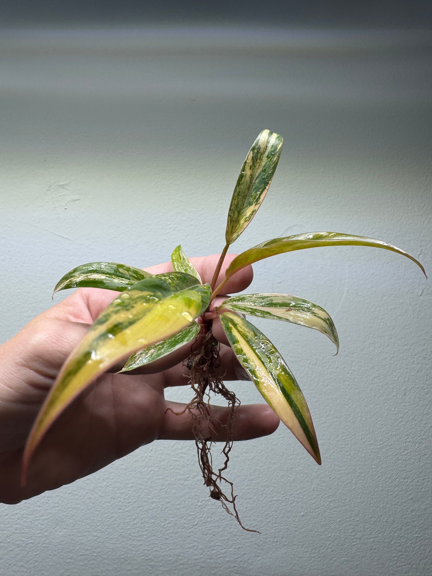 Philodendron 'Caramel Marble'