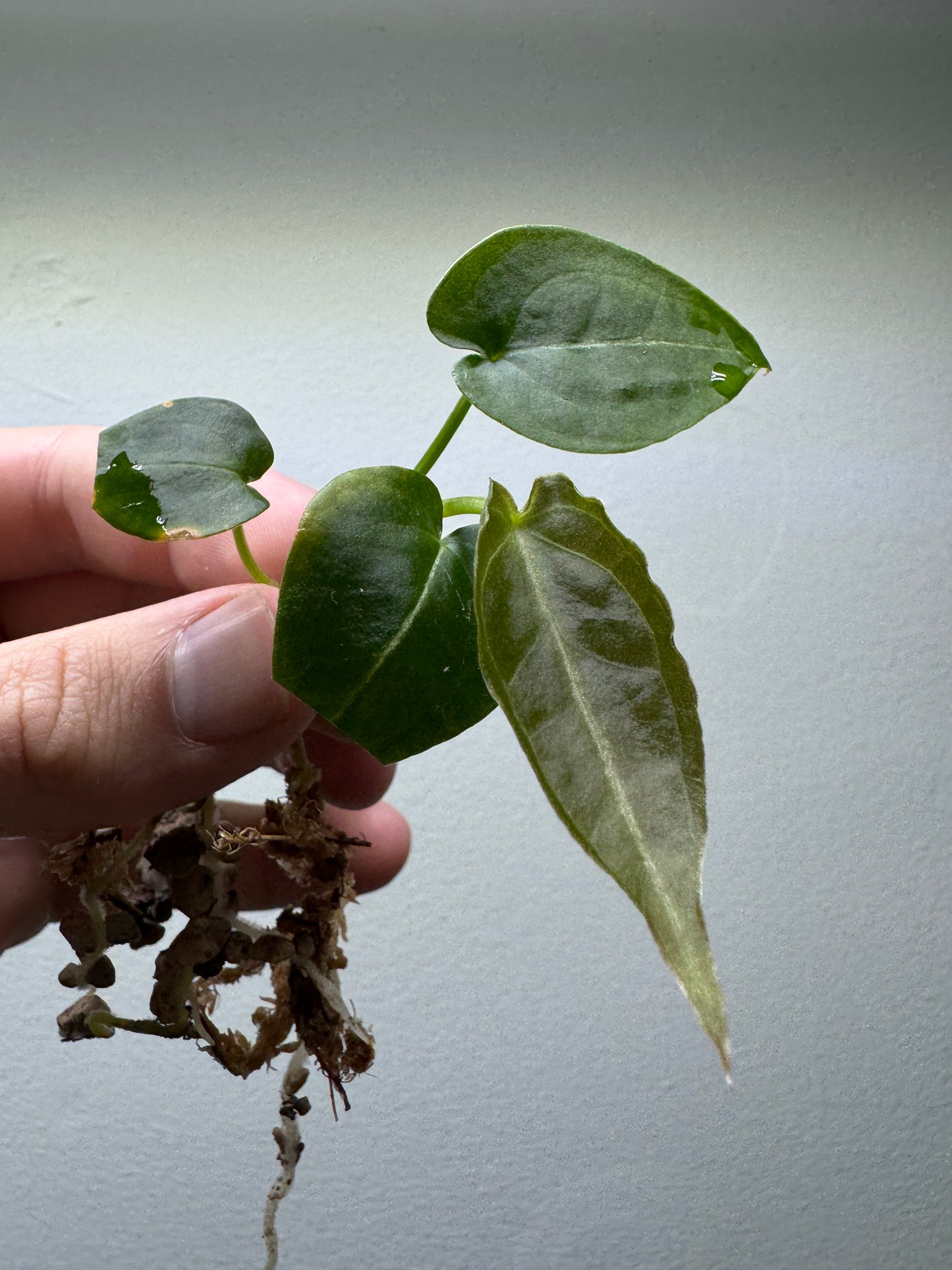 3x Mystery Anthurium Babies Abonnement