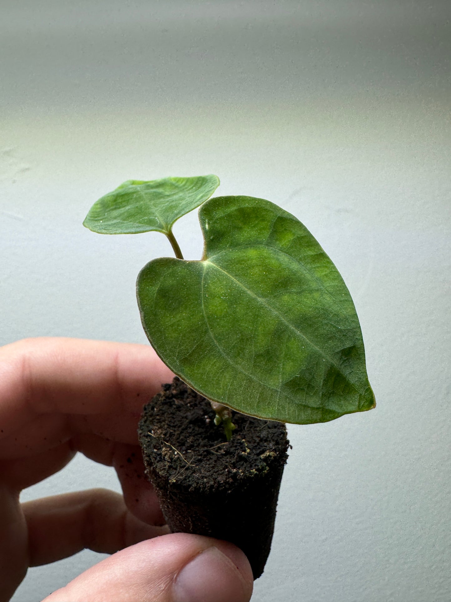 Abbonamento 3x Mystery Anthurium Babies