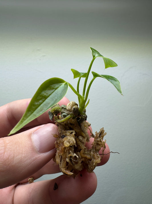 Abbonamento 3x Mystery Anthurium Babies