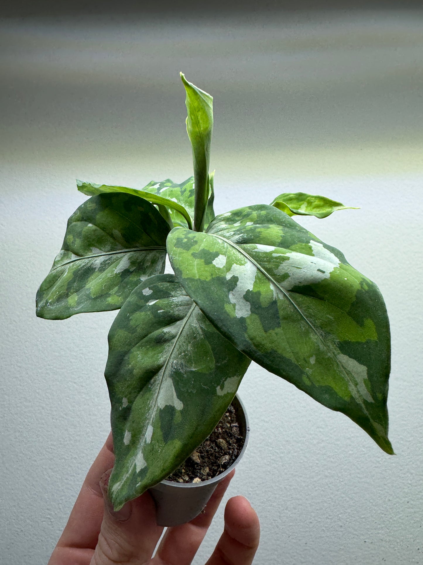 Aglaonema 'Pictum Tricolor'