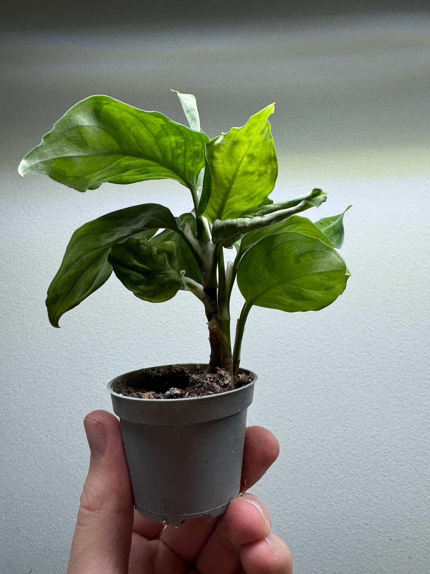 Aglaonema 'Pictum Tricolor'