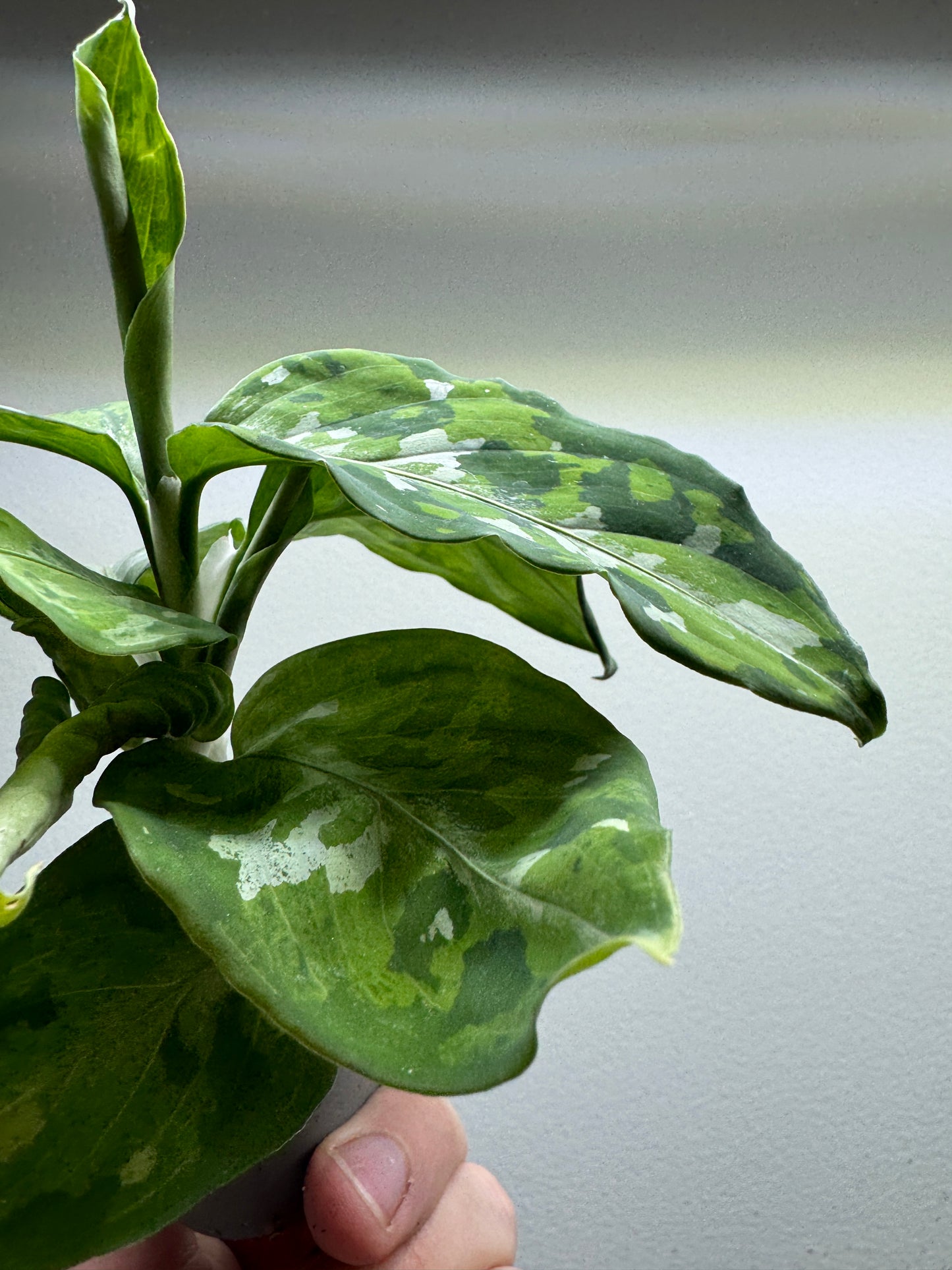 Aglaonema 'Pictum Tricolor'