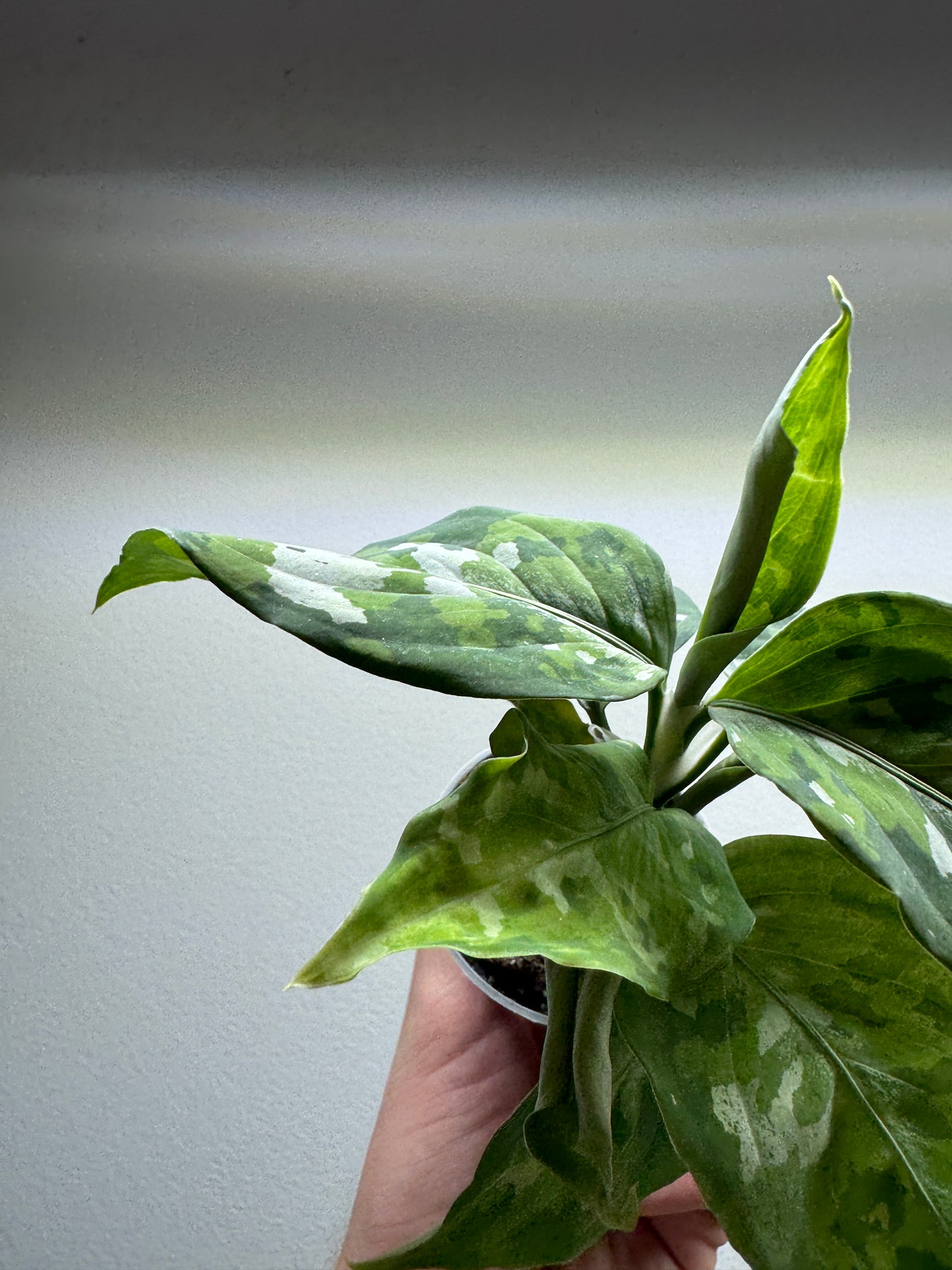 Aglaonema 'Pictum Tricolor'