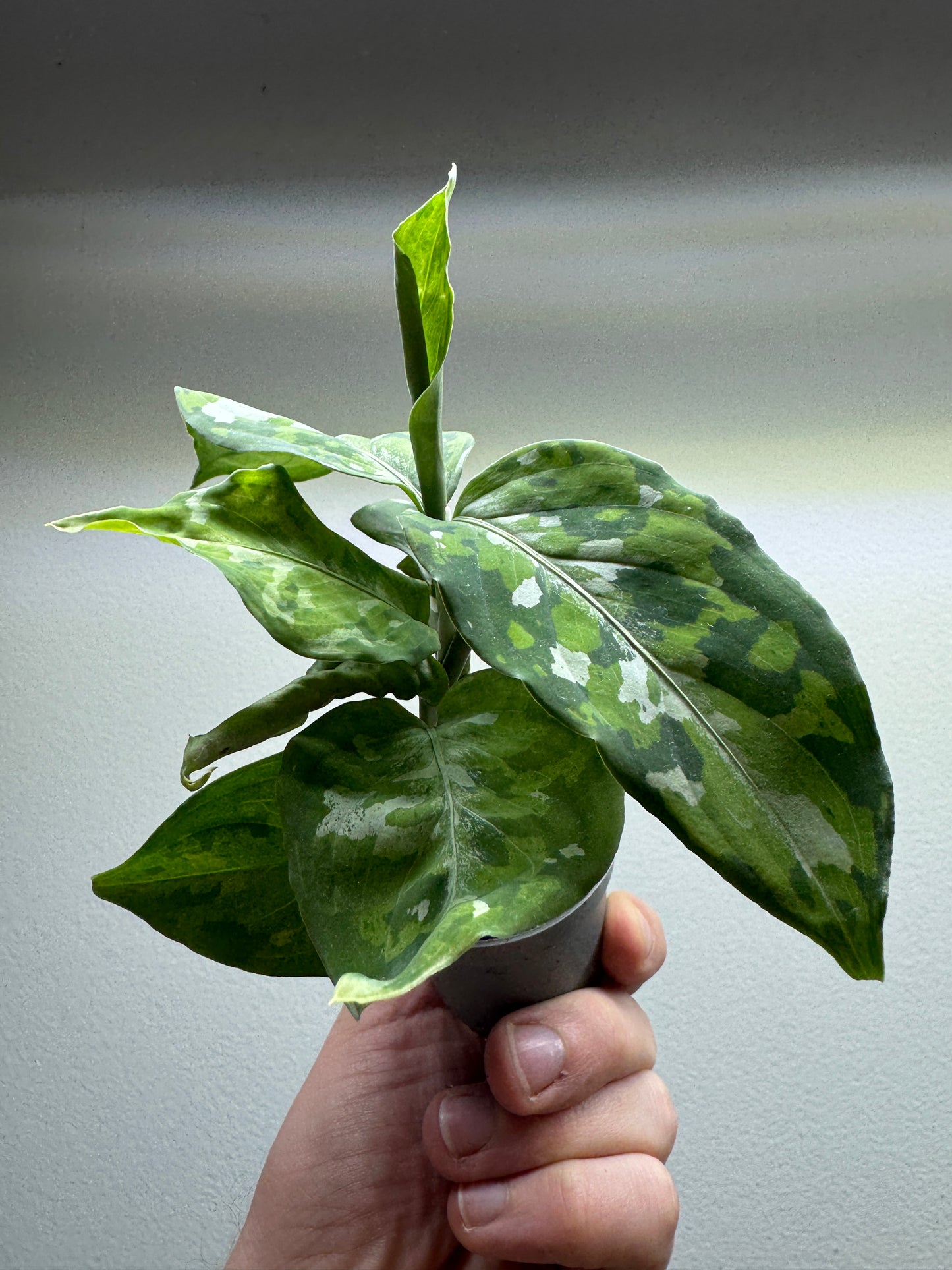 Aglaonema 'Pictum Tricolor'