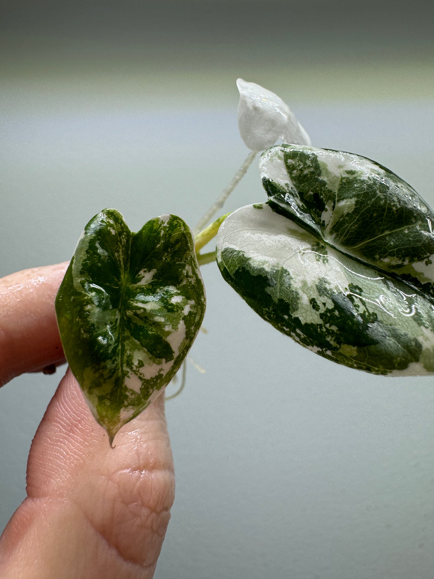 Alocasia micholitziana 'Frydek'