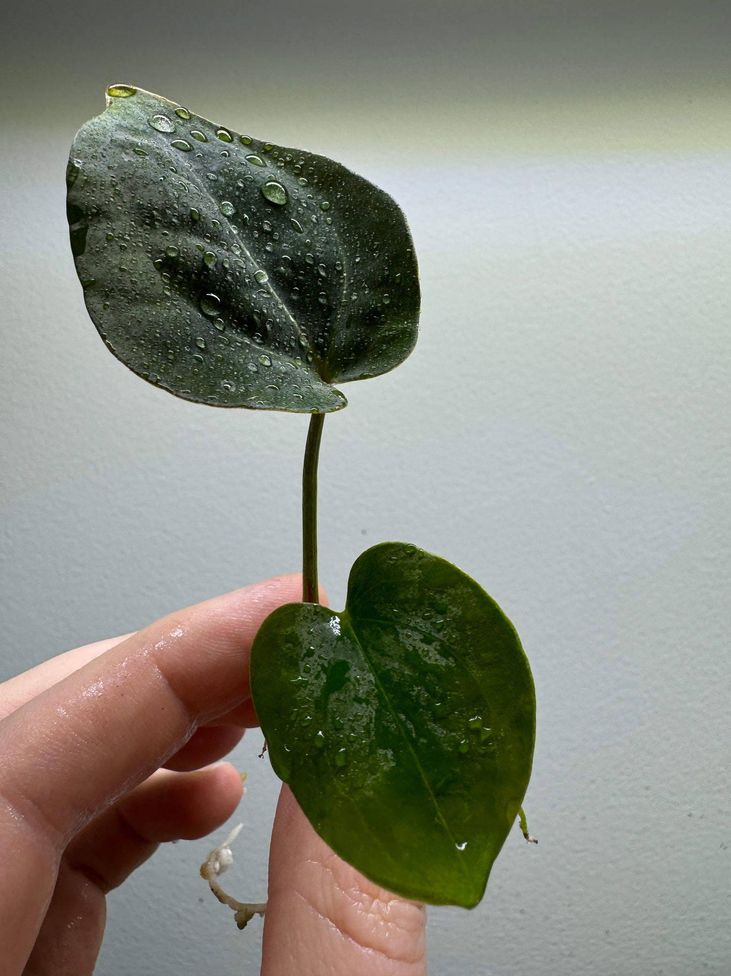 Anthurium papillilaminum x forgetii 'DF'