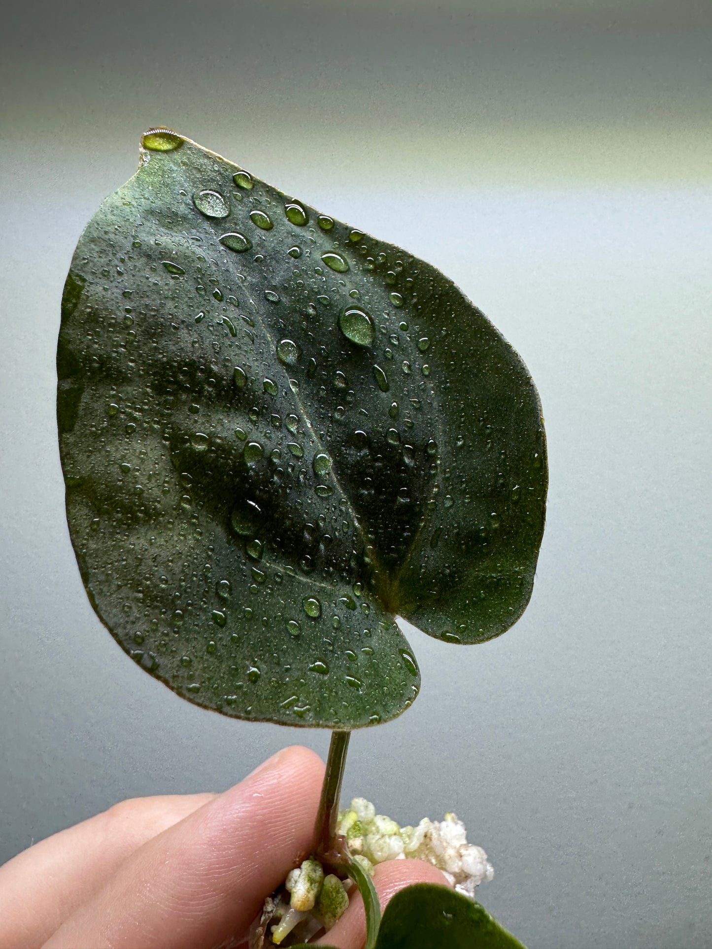 Anthurium papillilaminum x forgetii 'DF'