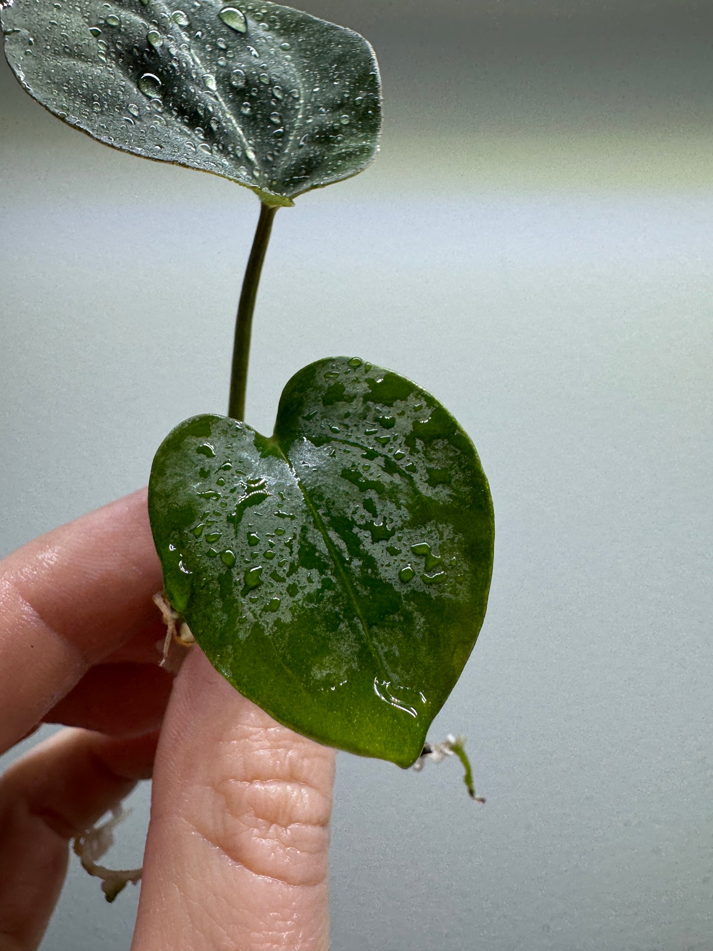 Anthurium papillilaminum x forgetii 'DF'