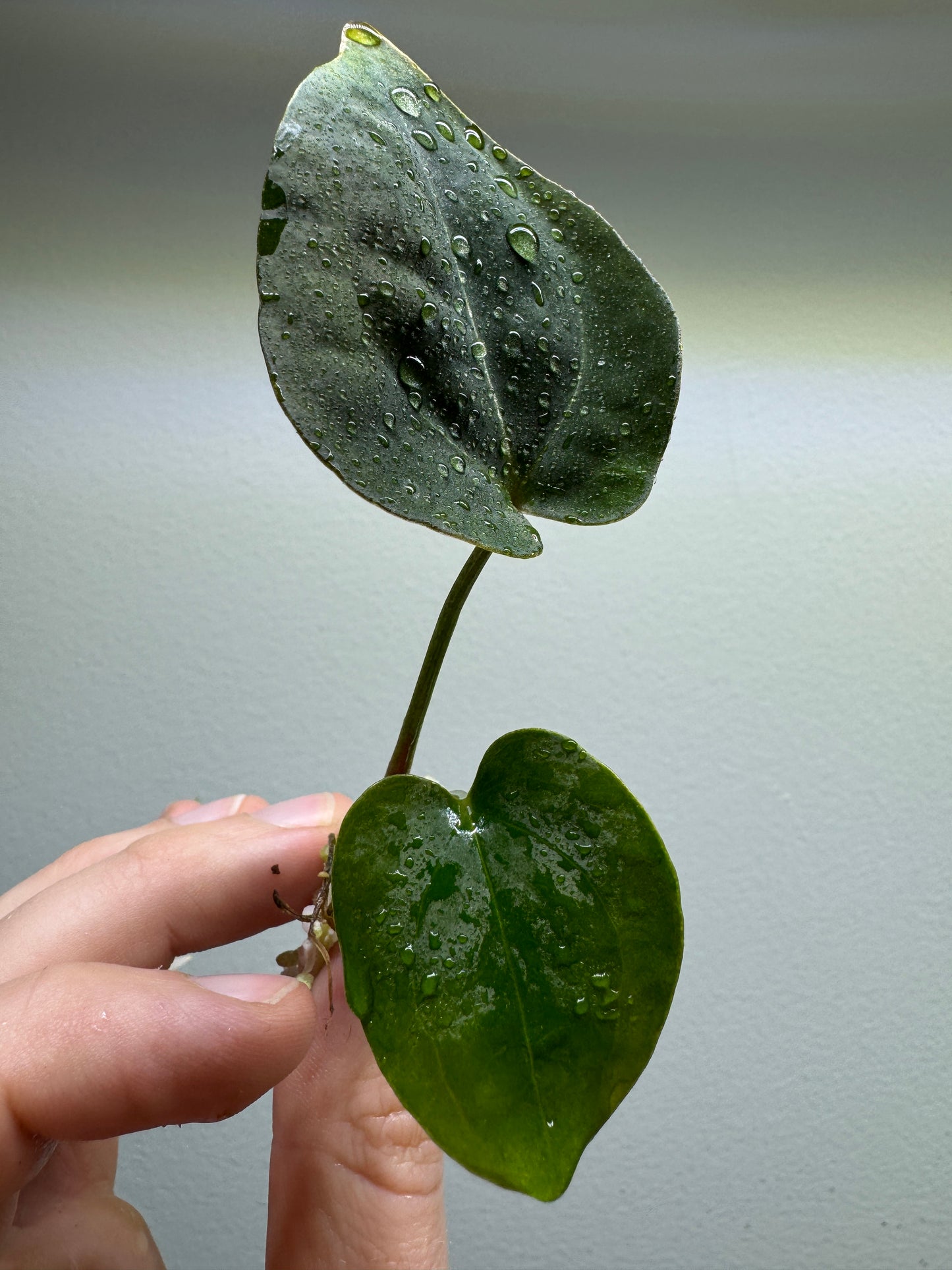 Anthurium papillilaminum x forgetii 'DF'