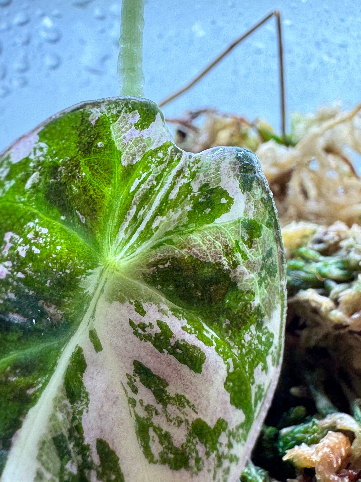 Alocasia reginula 'Black Velvet' Albo