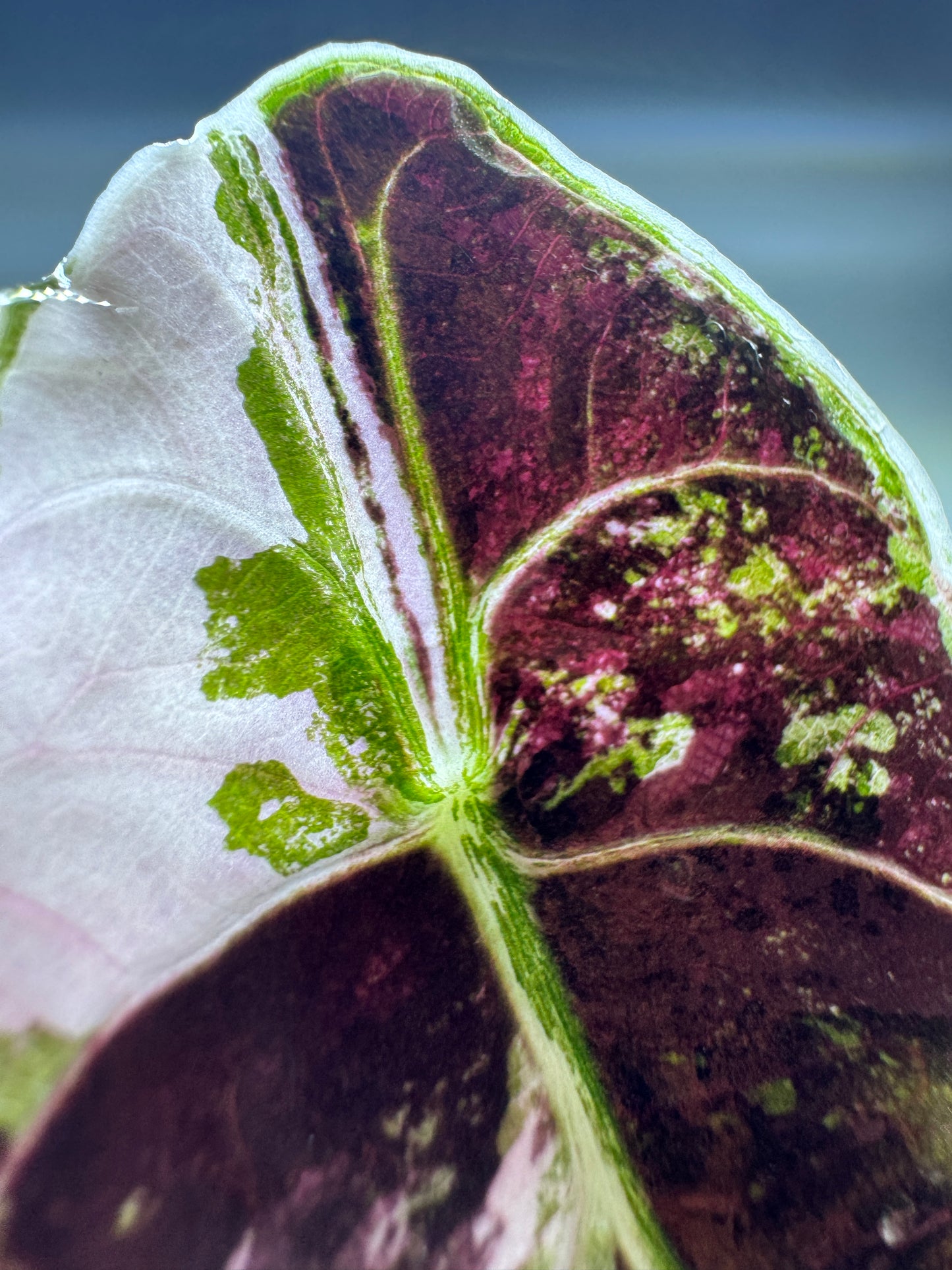 Alocasia azlanii Variegata