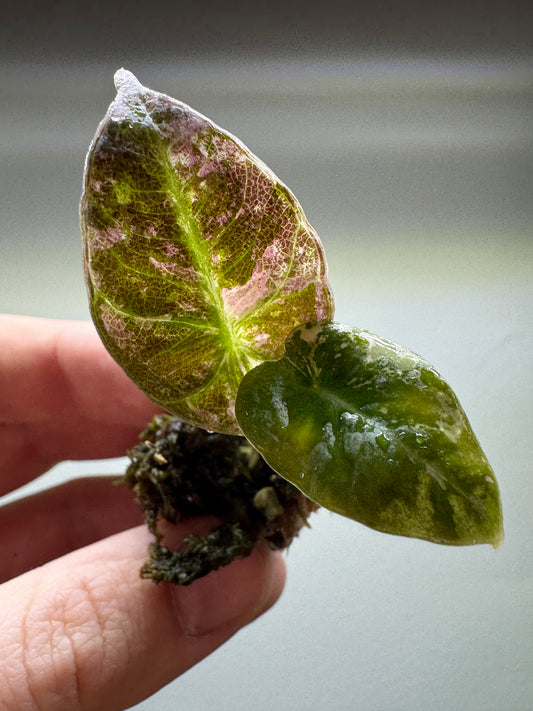 Alocasia reginula 'Black Velvet' Albo Variegata