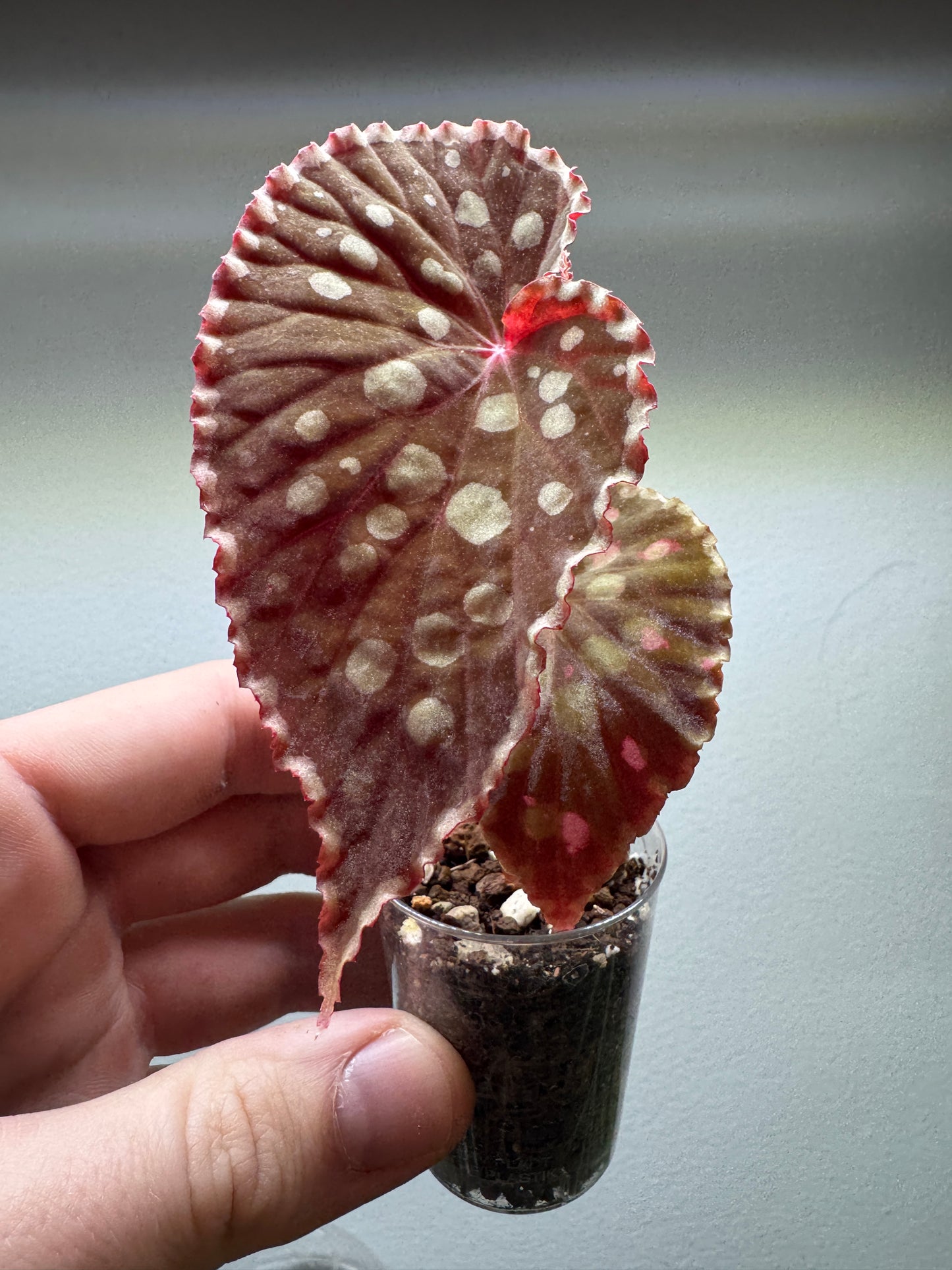 Begonia chlorosticta