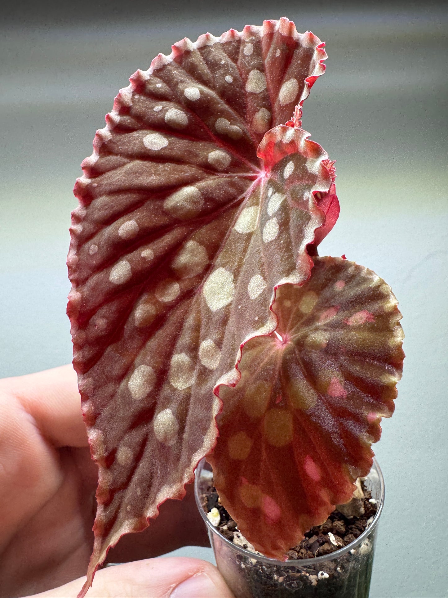 Begonia chlorosticta