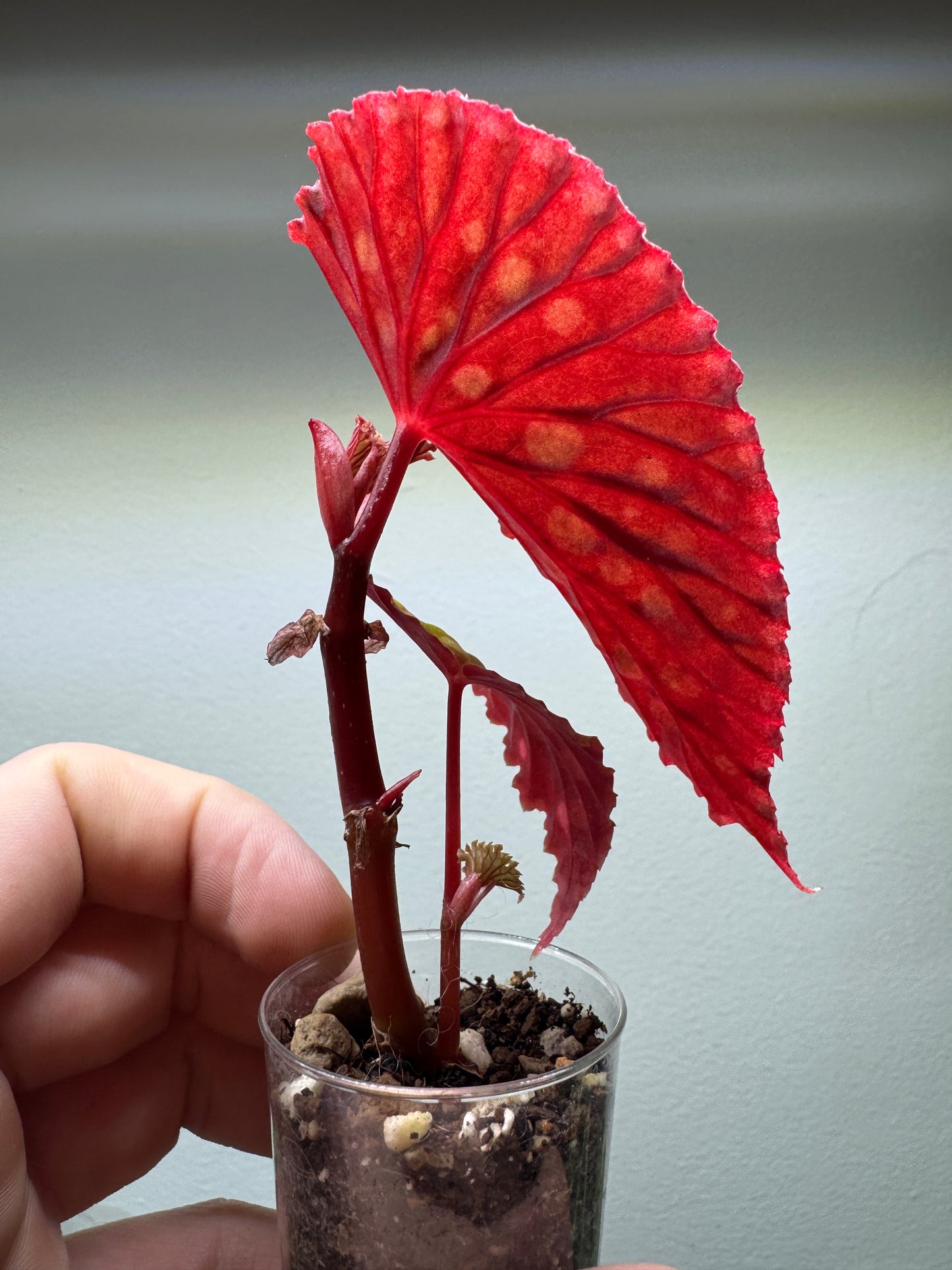 Begonia chlorosticta