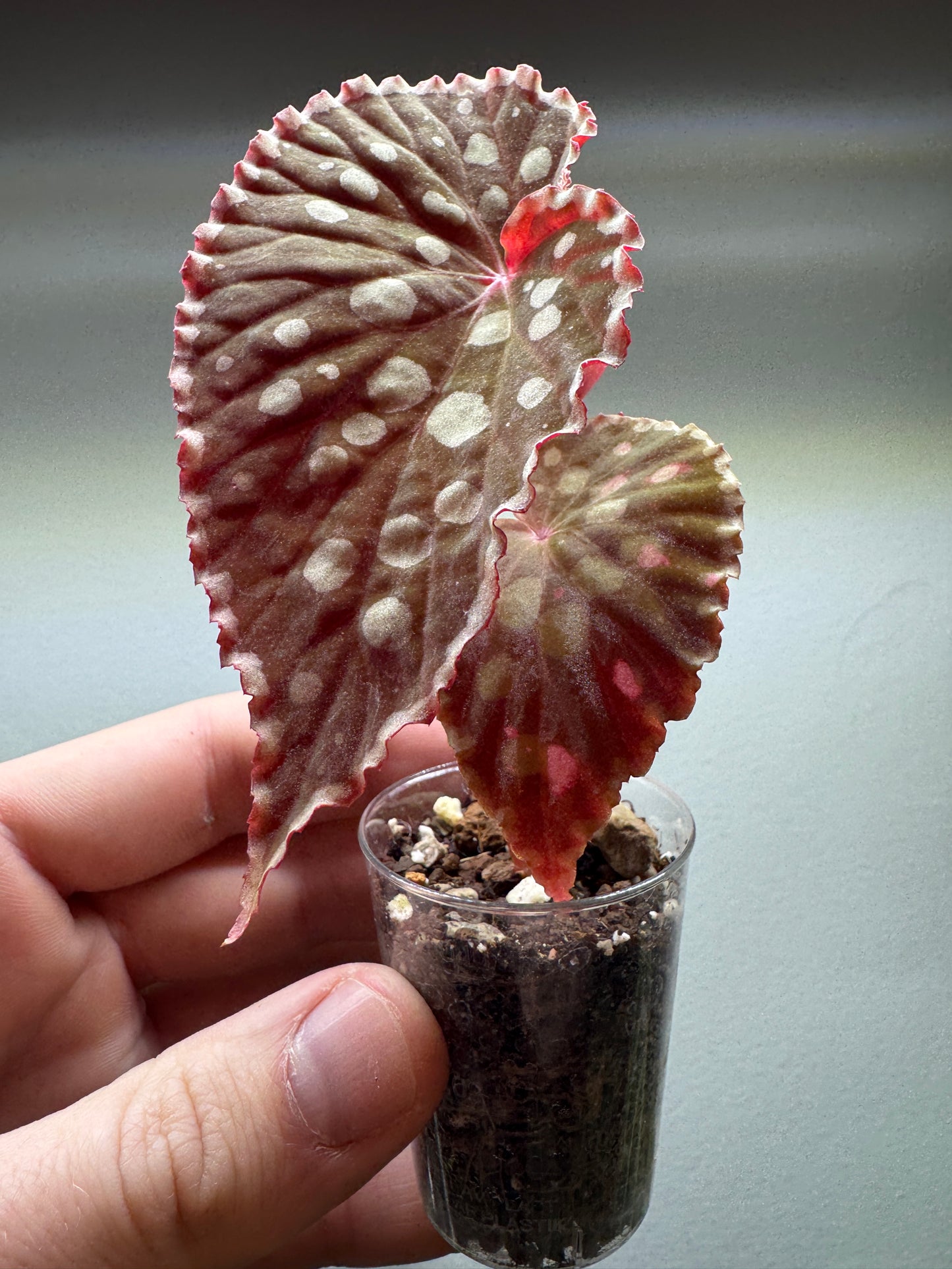 Begonia chlorosticta