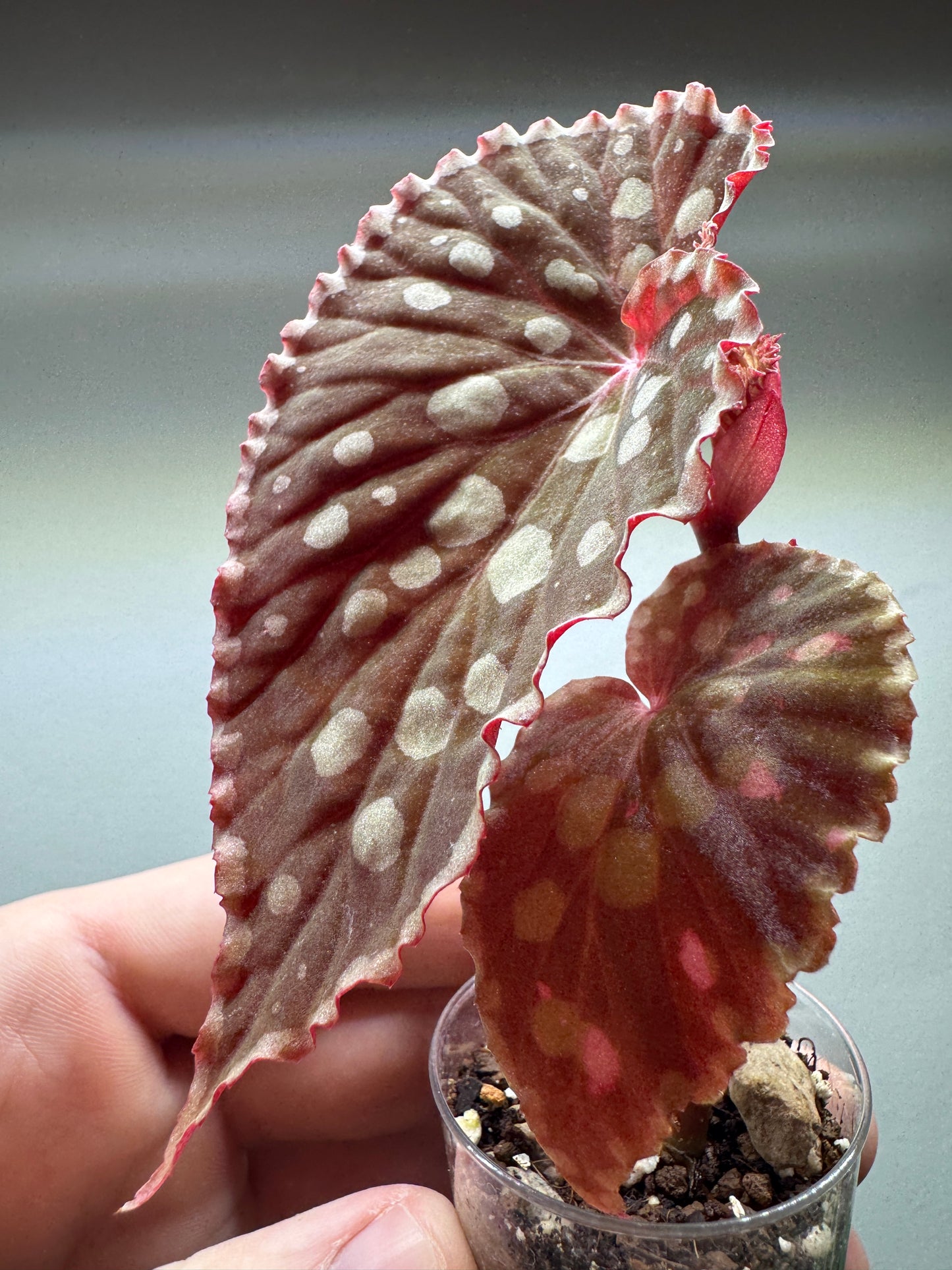 Begonia chlorosticta